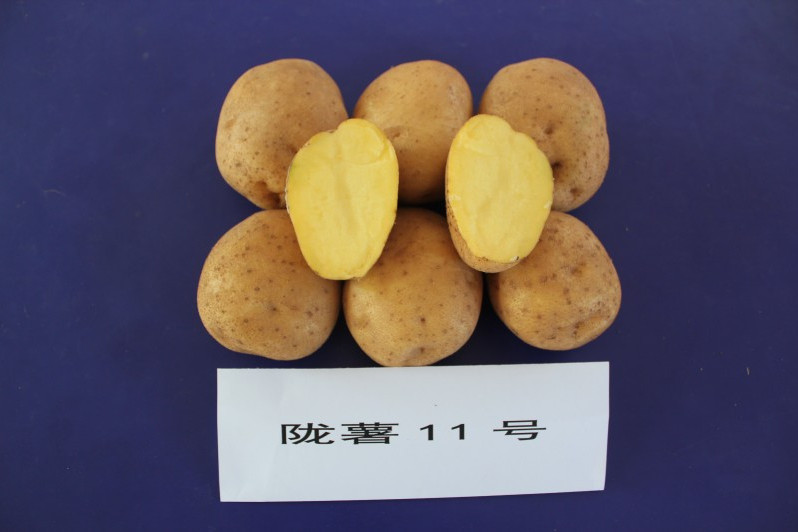 隴薯11號 隴薯11號