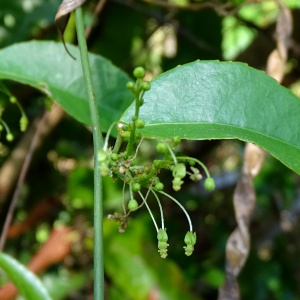 Plukenetia penninervia