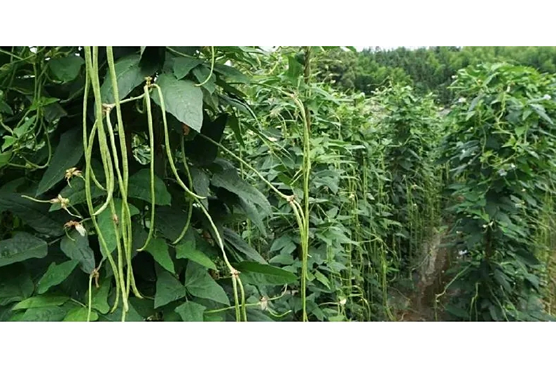 623架豆 623架豆