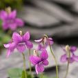 心葉堇菜 心葉堇菜