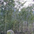 石綠竹