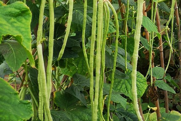 華菜豆3號 華菜豆3號