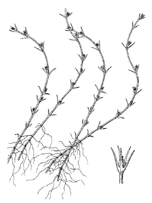 澤蕃椒 澤蕃椒