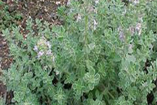 Thymus × citriodorus \x27Silver Queen\x27 Thymus × citriodorus \x27Silver Queen\x27