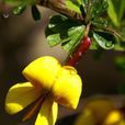 紅花錦雞兒(錦雞兒屬植物) 紅花錦雞兒(錦雞兒屬植物)