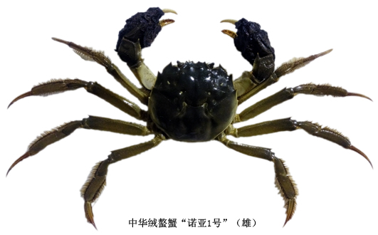 中華絨螯蟹“諾亞1號”（雄）