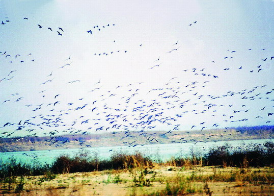 孟津黃河濕地水禽自然保護區
