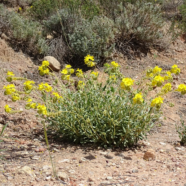 Helianthemum squamatum