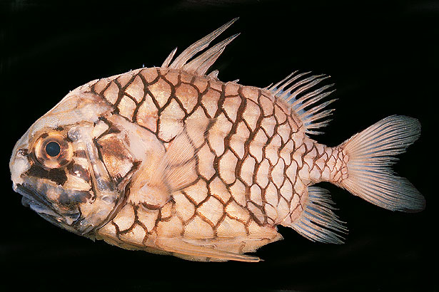 松毬魚科 松毬魚科