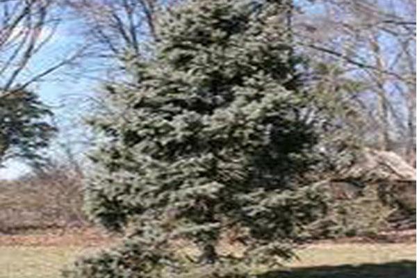 Picea pungens \x27Bacheri\x27