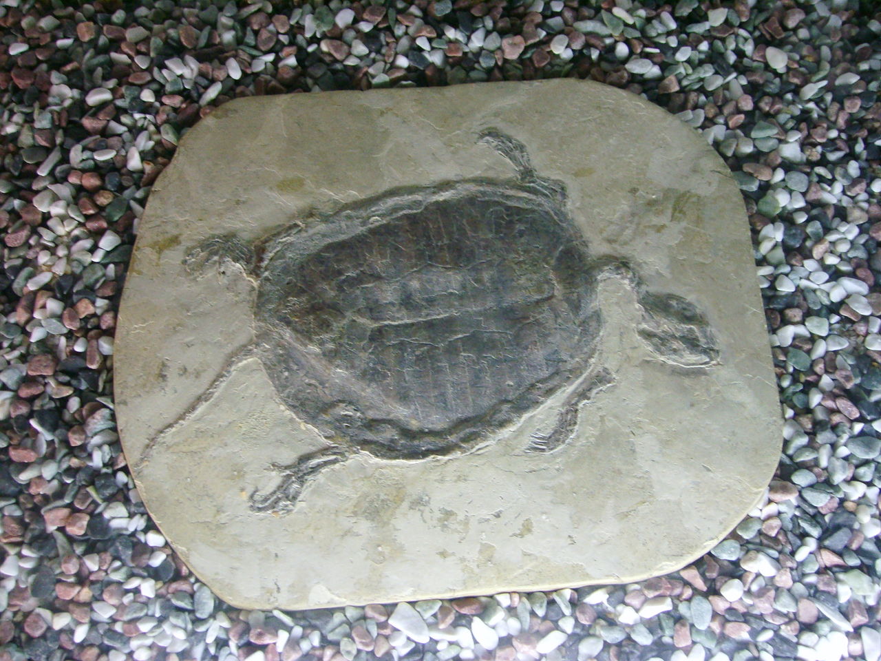 遼西滿洲龜化石