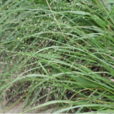 知風草 知風草
