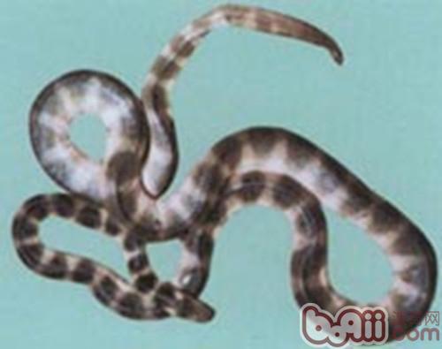 艾基特林海蛇(澳洲艾基特林海蛇)