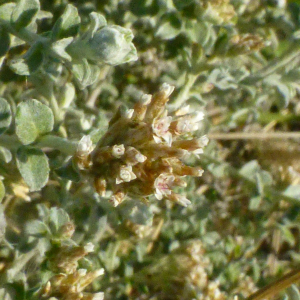 Plecostachys serpyllifolia
