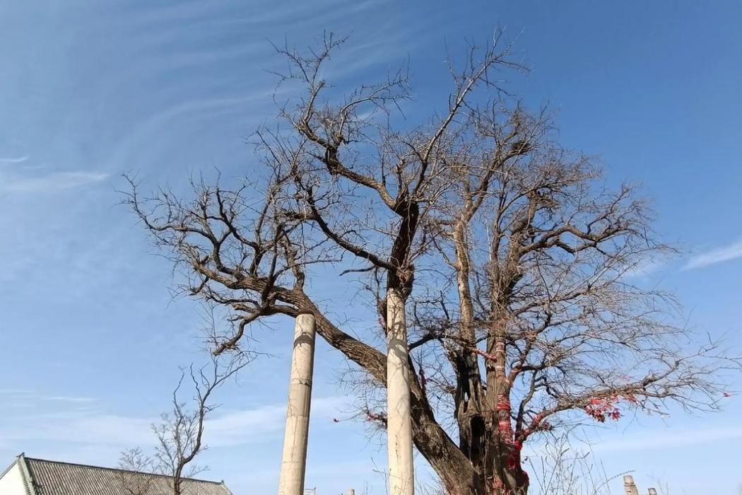 青雲寺(山東省諸城市寺廟) 青雲寺(山東省諸城市寺廟)