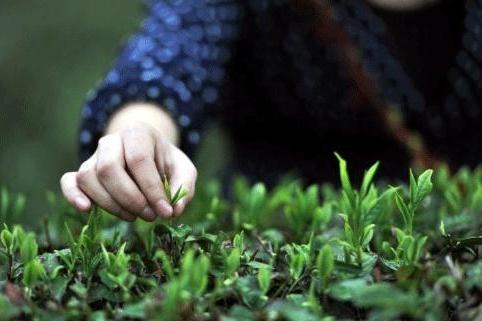 天府茶1號 天府茶1號