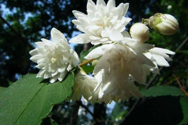 傘房花溲疏 傘房花溲疏