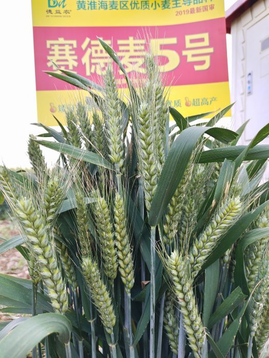 賽德麥5號 賽德麥5號