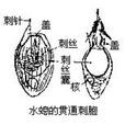 卷纏刺絲囊 卷纏刺絲囊