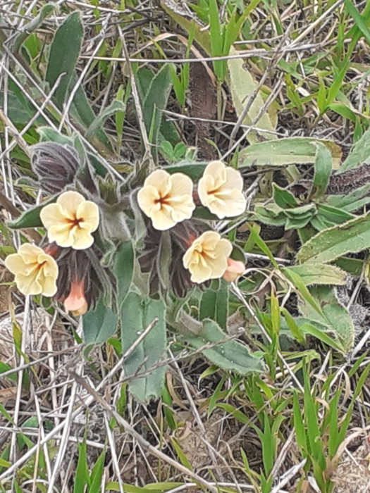 Alkanna confusa