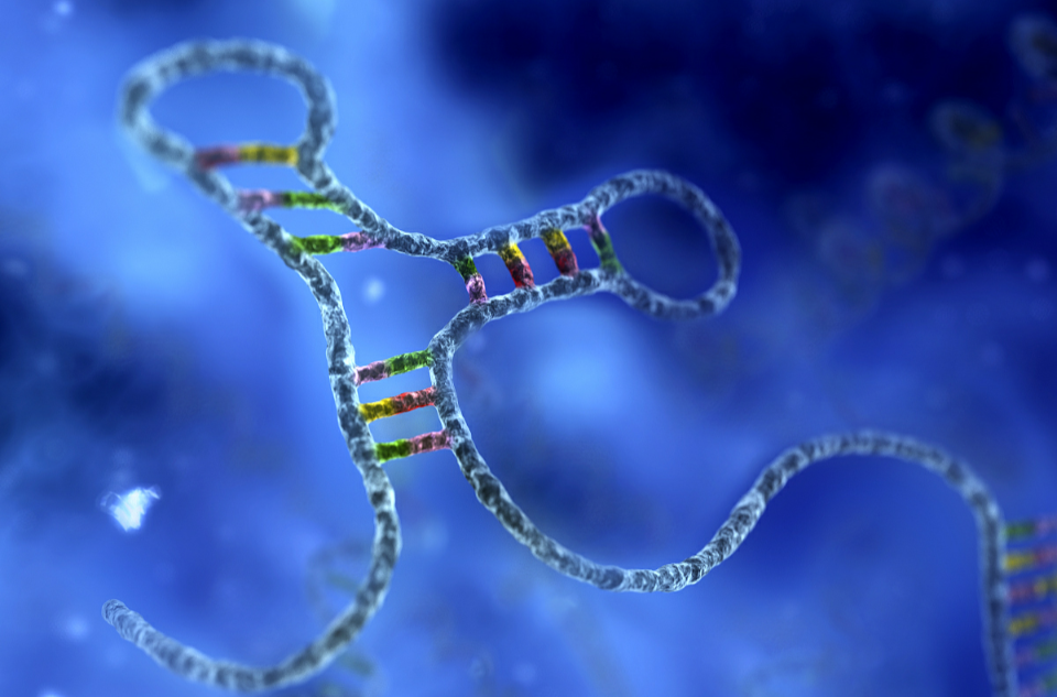 小干擾RNA