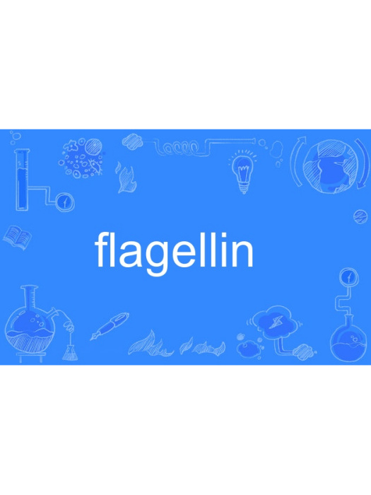 flagellin flagellin