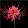Manjusaka Free Live Wallpaper Manjusaka Free Live Wallpaper