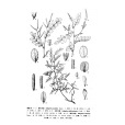 疏花木藍 疏花木藍