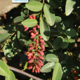 多葉勾兒茶 多葉勾兒茶