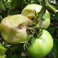 番茄軟腐病 番茄軟腐病