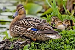 雌性綠頭鴨和幼鴨──繁殖是延續生命的要點