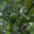 圓滑番荔枝 圓滑番荔枝
