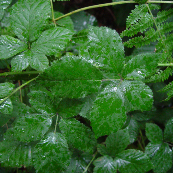 Rubus armipotens