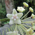 香花球蘭 香花球蘭