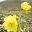 錐花綠絨蒿 錐花綠絨蒿