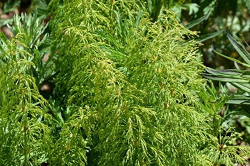 林問荊(木賊科木賊屬植物) 林問荊(木賊科木賊屬植物)