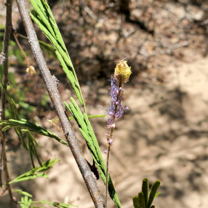 Dichrostachys richardiana