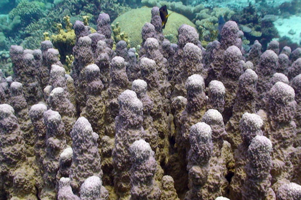 地衣濱珊瑚