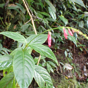 Odontonema fuchsioides