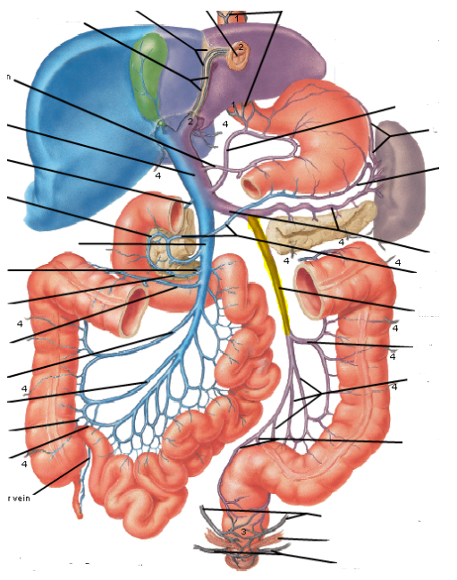 腸系膜下靜脈