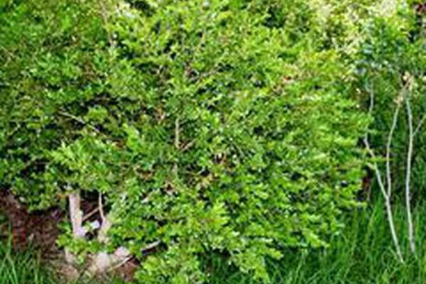 Buxus sinica var. insularis \x27Winter Gem\x27 Buxus sinica var. insularis \x27Winter Gem\x27