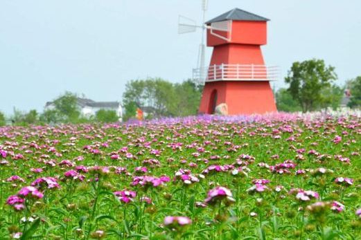 同心花海 同心花海