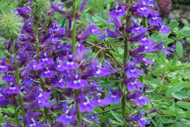 Lobelia × speciosa \x27Compliment Deep Pink\x27 Lobelia × speciosa \x27Compliment Deep Pink\x27