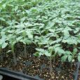 寶砧5號 寶砧5號