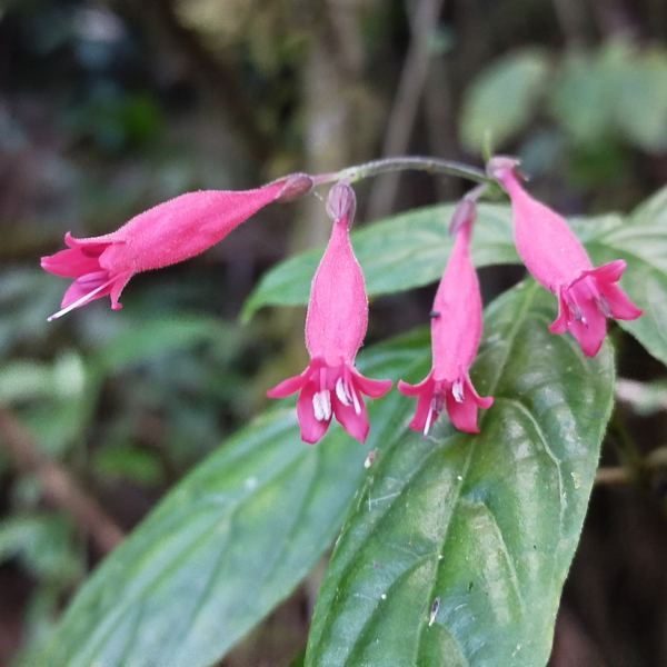 Odontonema fuchsioides