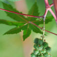 大麻子 大麻子