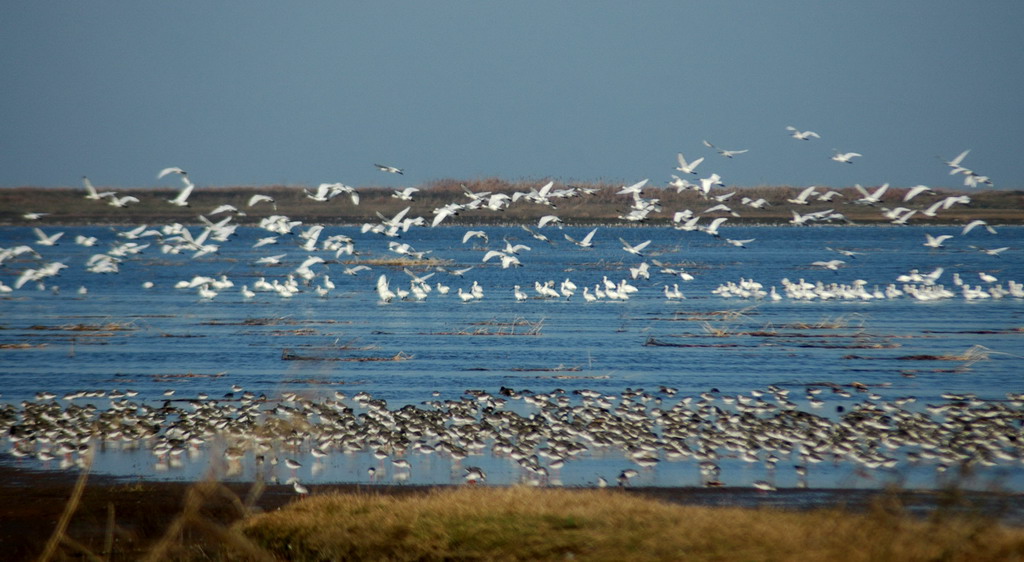 該保護區內的飛禽景觀（2）