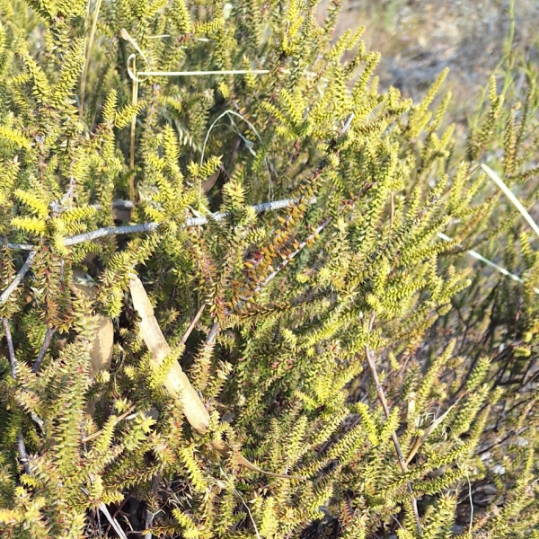 Acrotriche depressa