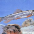 骨唇黃河魚(黃河魚) 骨唇黃河魚(黃河魚)
