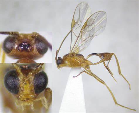 腸懸繭蜂 腸懸繭蜂